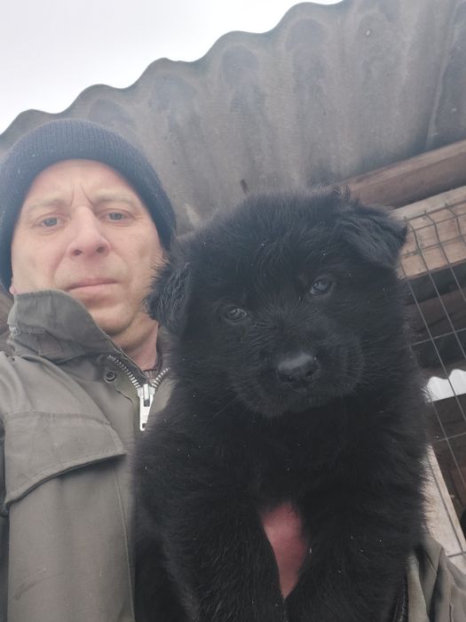 Німецька вівчарка