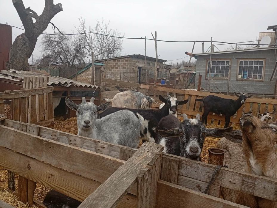 Продаються кози процентні нубійці, альпійці