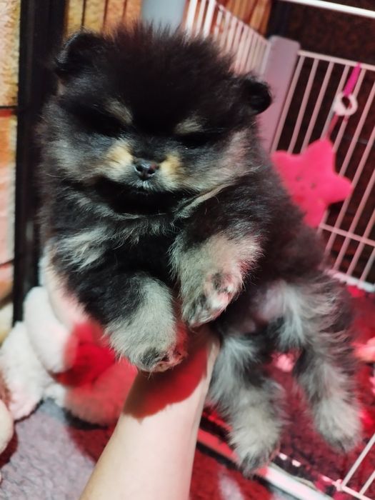 Pomeranian szpic miniaturowy Zkwp