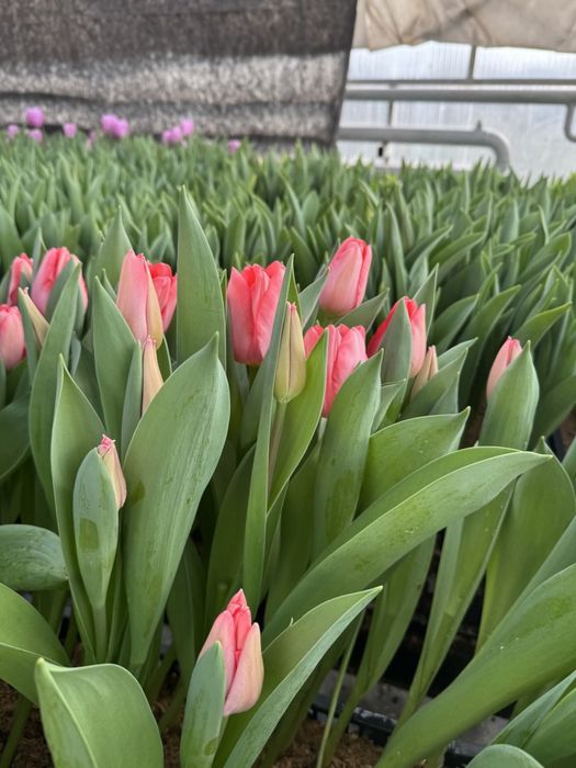 Тюльпан на 14 лютого