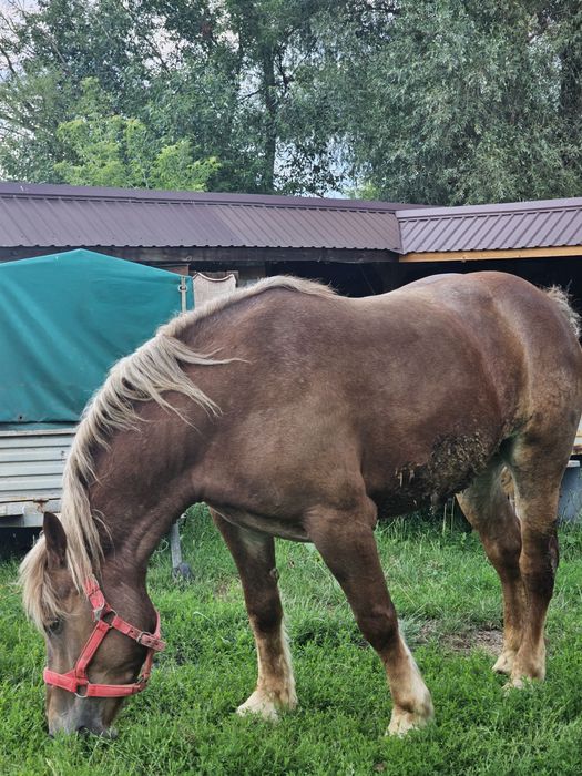 Sprzedam klacz 5lat zimno krwista, chodzi w zaprzęgu