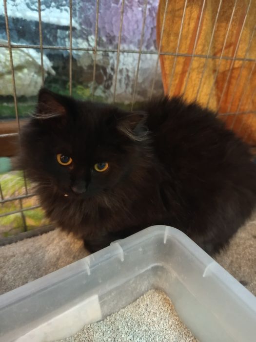 Długowlosy młody kocurek szuka domu niewychodzacego