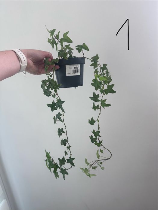 Hedera helix Bluszcz pospolity