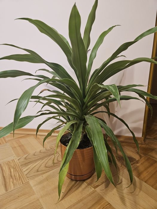 Kwiat Juka wysokość 80cm