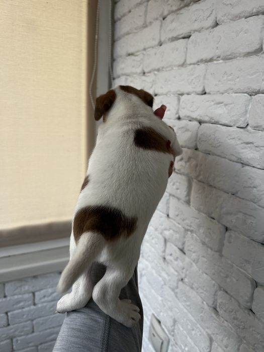 Хлопчики та дівчатка джек рассел терьера