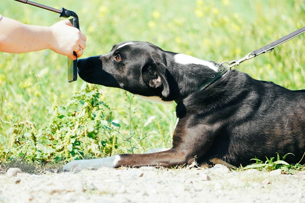 Terenia - śliczna sunia szuka domu