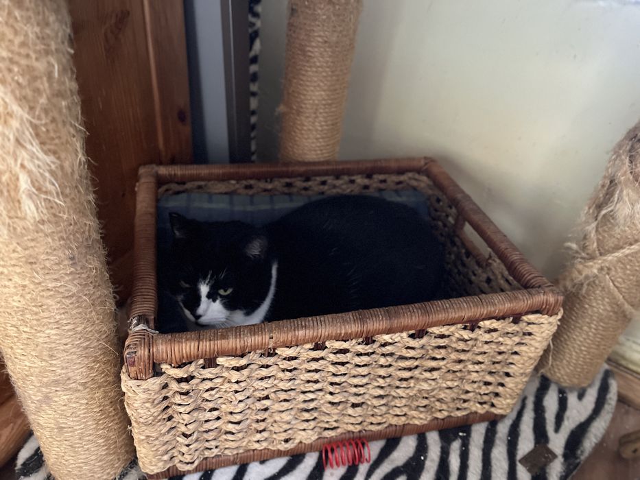 kotka LINKA szuka domu