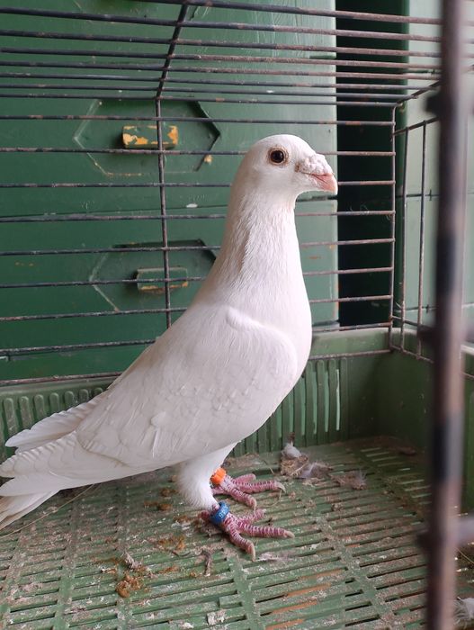 Sprzedam gołębia pocztowego samiec