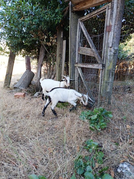 Cabrito macho serpentina