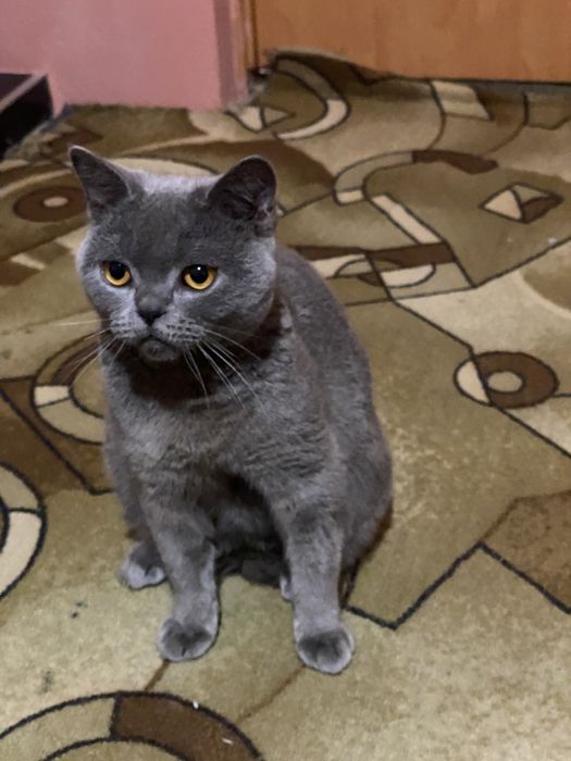 Кіт вязка 400 грн писати у вайбер