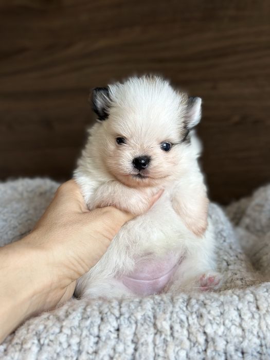 POMERANIAN szpic miniaturowy  miś SUNIA  :)