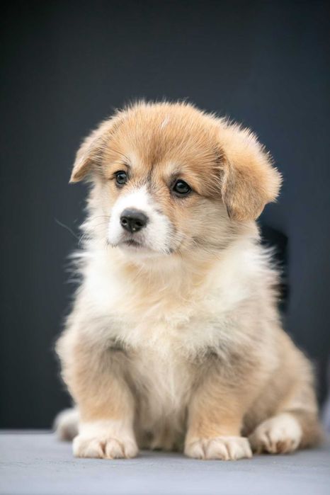 Дуже милі коргі-малюки