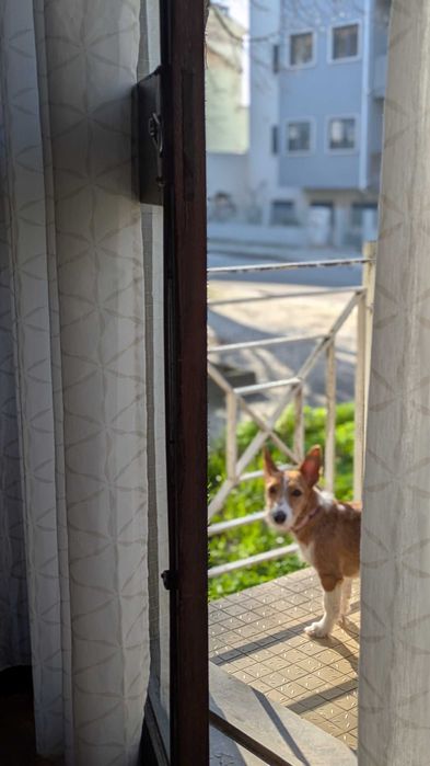 NALA merece uma família presente.