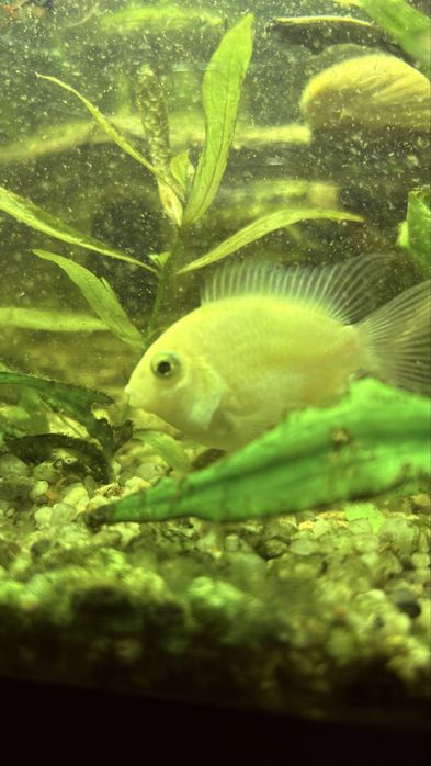 Pielwgnica papuzia