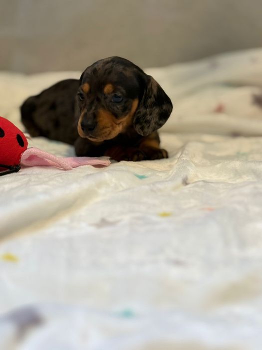 Teckel menina Arlequim miniatura