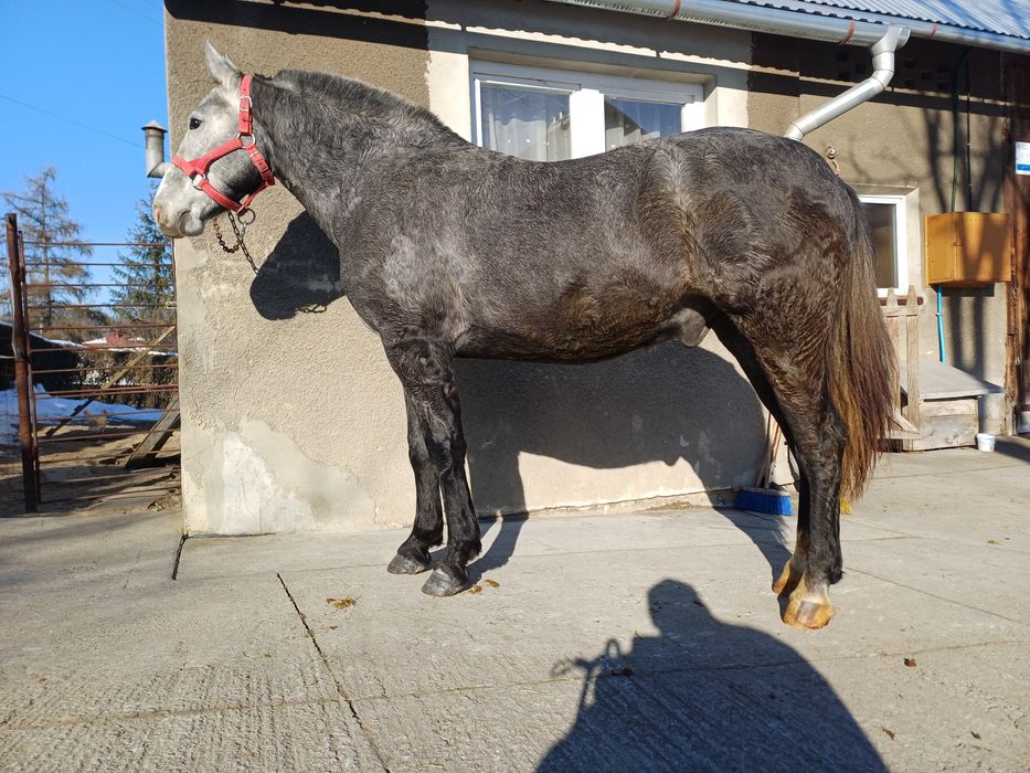 Wałach śląski, 2 lata, siwy