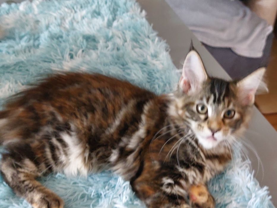 Xylia  koteczka MCO FPL/FIFE