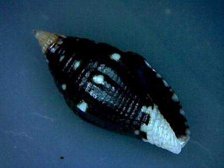 Muszle morskie- Mitromorpha albosideralis