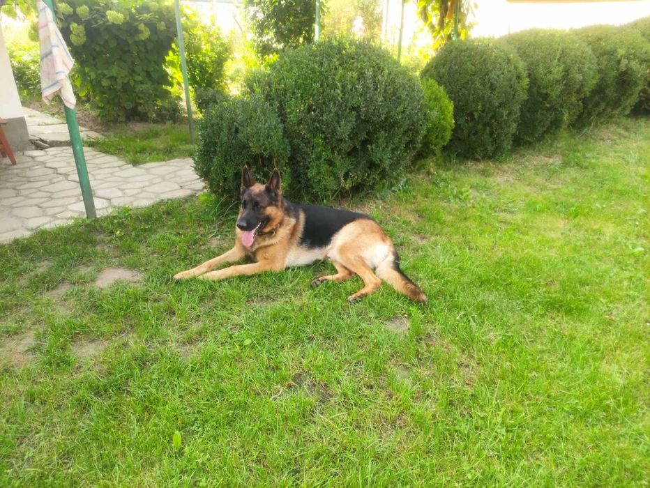 В"язка кобель 3 роки німецька вівчарка