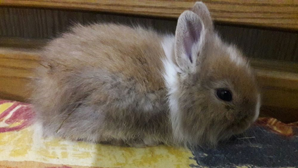 Мини карликовые кролики