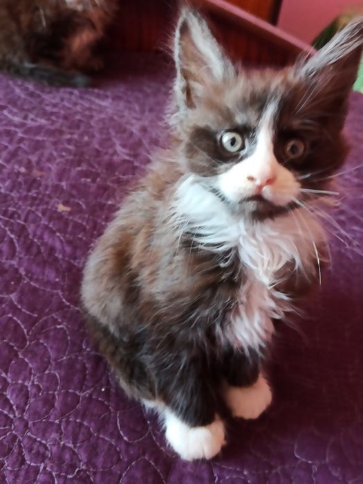 Сестрички із розплідника готові до переїзду