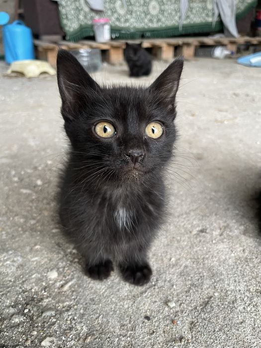2 gatinhos peludinhos pretos para adotar com 2 meses