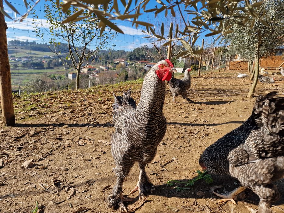 Galos brahama com malines