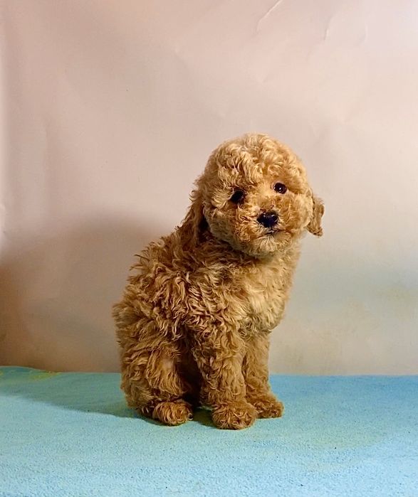 Казкові цуцики міні мальтипу / той пудель