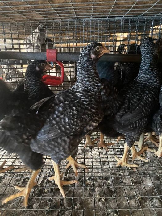 Продам курочки Домінант 3 місяців