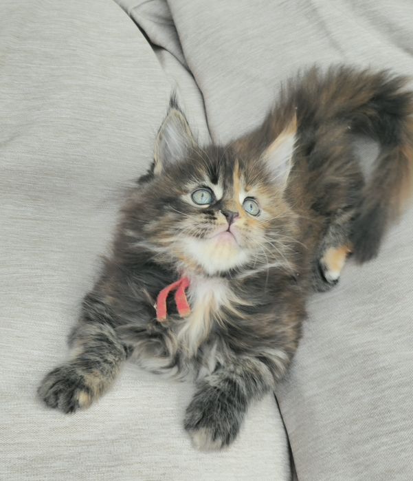 Kocieta Maine coon  kotki do odbioru w lipcu możliwa opcja do hodowli