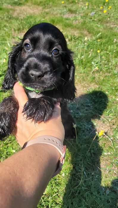 Cocker spaniel angielski gotowy do odbioru