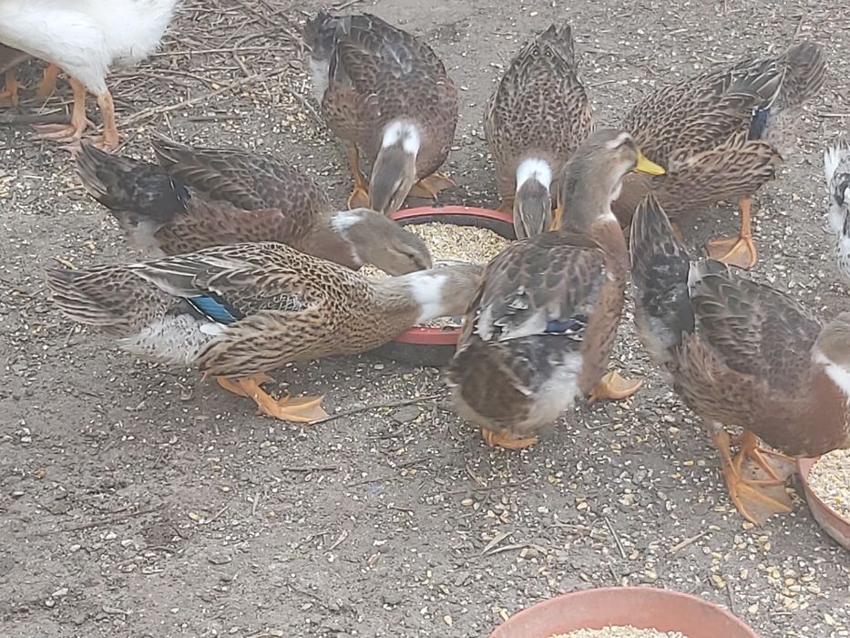 Vendo patos rouen