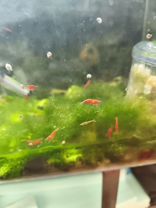 Camarões red aquário