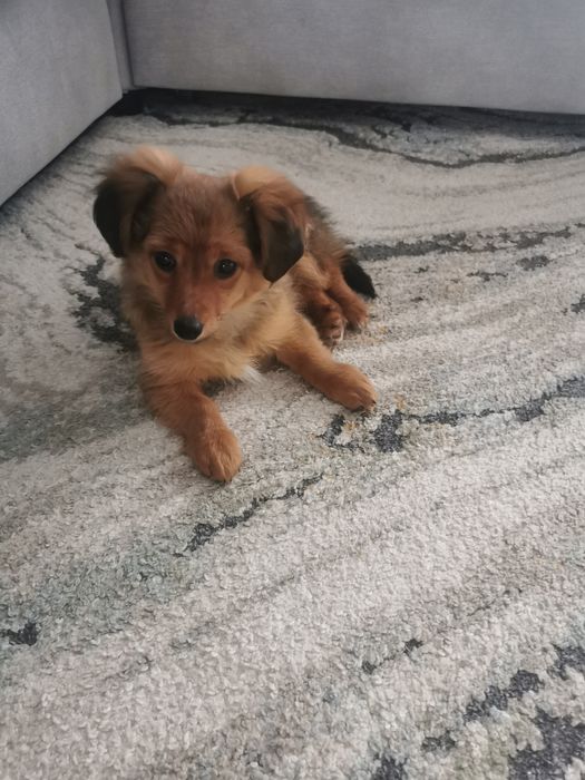 Zaginął piesek 31.12.2025