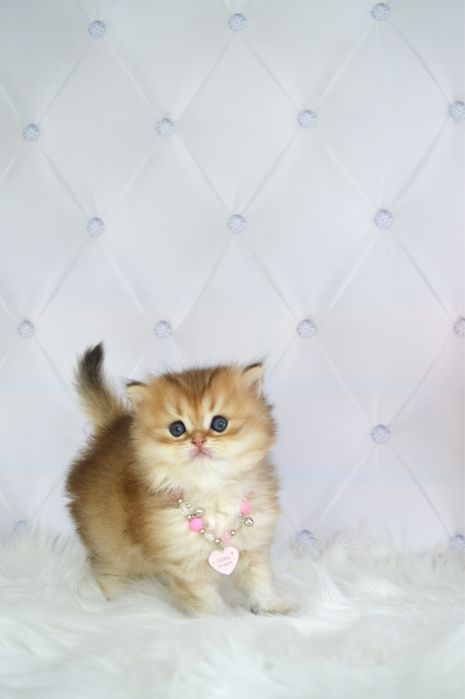 Британские котята золотая шиншилла