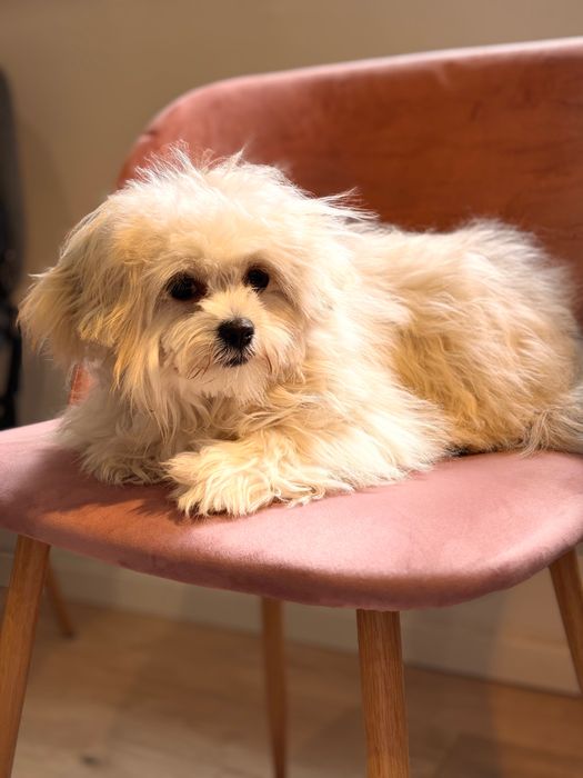 Мальтипу девочка