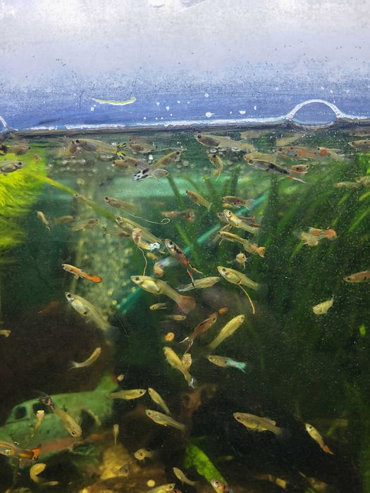 Gupiki z własnej hodowli