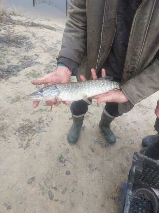 Зарибок щуки, з власного ставка