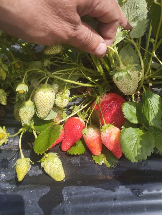 Полуниця саджанці...