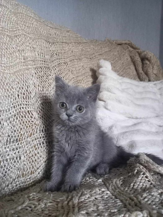 Koty brytyjskie niebieskie