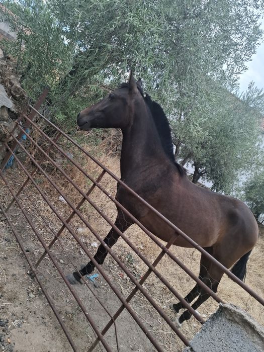 Egua mansa  1 ano e 8 meses