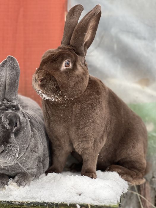 Samiec rex reks hawana