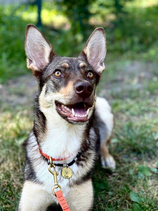 Групові заняття для собак майданчик