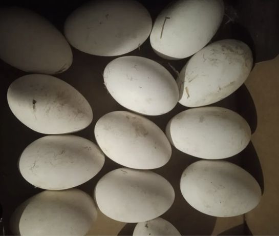 Інкубаційне яйце гуси Лінда Холмогори