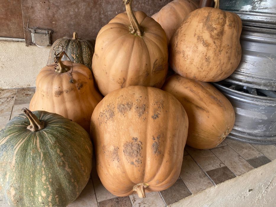 Vendo abobora biológica