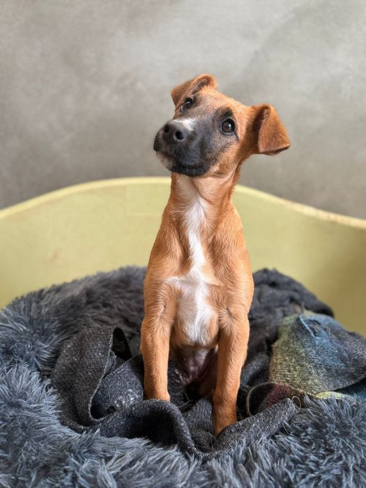 Para adoção, Berenice