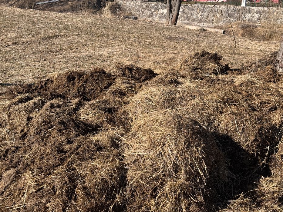 Obornik koński na sianie za darmo