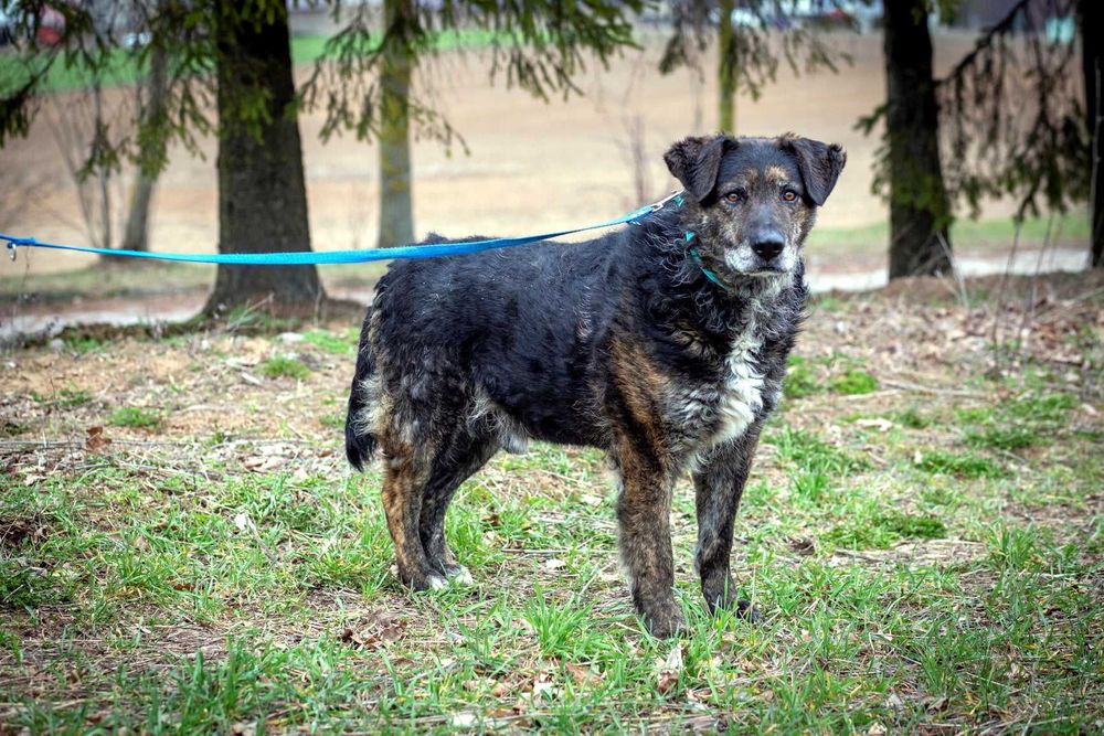 Esej - psi przystojniak o przepięknym charakterze