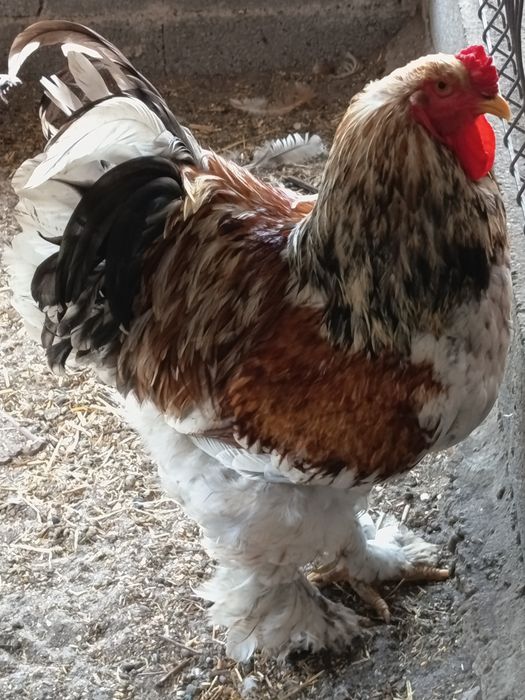 Ovos galado legorne, Sussex light, Brahma red pyle e Brahma buff