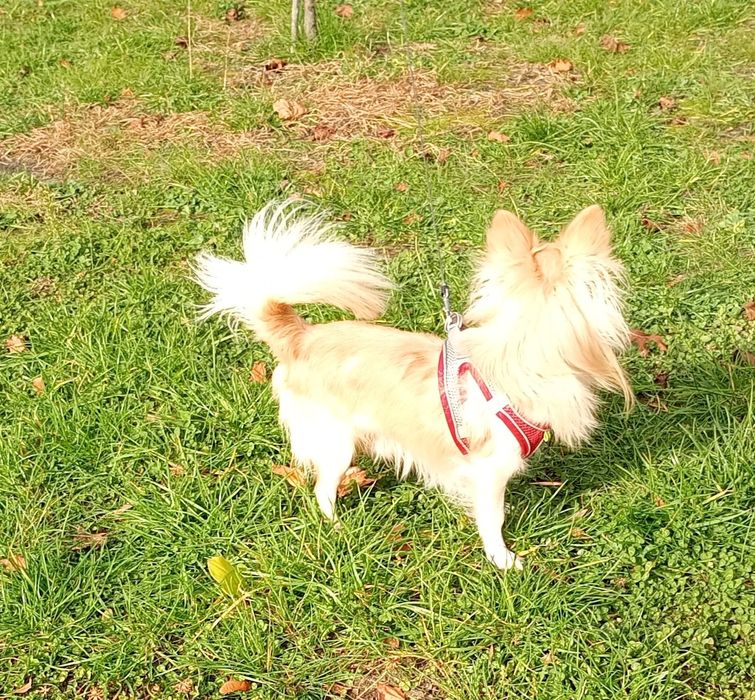 Чихуахуа хлопчик дорослий